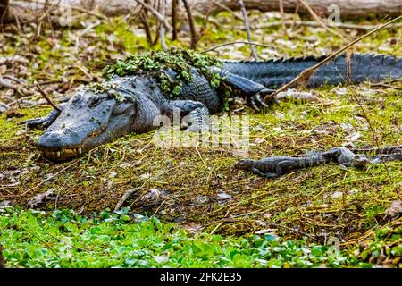 Mère avec un groupe de petits alligators de bébé reposant sur l'herbe au jour Banque D'Images