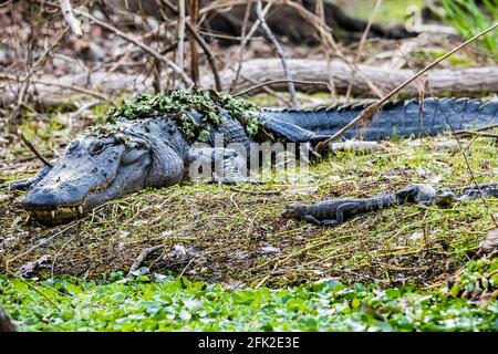 Mère avec un groupe de petits alligators de bébé reposant sur l'herbe au jour Banque D'Images