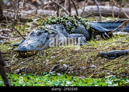 Mère avec un groupe de petits alligators de bébé reposant sur l'herbe au jour Banque D'Images