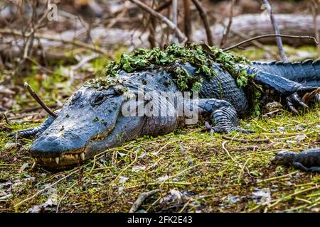 Mère avec un groupe de petits alligators de bébé reposant sur l'herbe au jour Banque D'Images