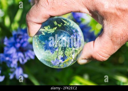 Fleurs bleues dans la boule d'objectif. Banque D'Images