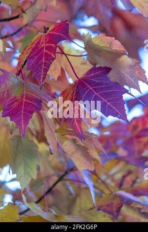 photo verticale de feuilles d'érable colorées Banque D'Images