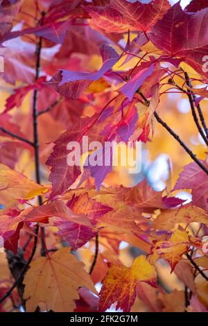 photo verticale de feuilles d'érable colorées Banque D'Images