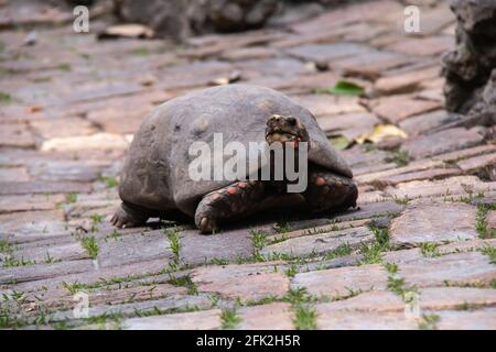 Une tortue à pieds rouges adulte bouillant à la bouche donne un œil au photographe lorsqu'il descend un sentier en briques à Saint-Pierre, à la Barbade. Banque D'Images