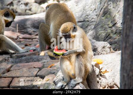 Un jeune singe vert assis sur un rocher et mangeant des fruits, une tranche mûre de pastèque fraîche, à la Barbade, doux foyer. Banque D'Images