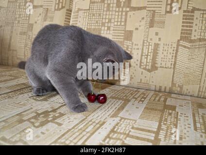 Un petit chaton mignon joue avec des baies de cerise. Curieux chaton essayer quelque chose de nouveau Banque D'Images