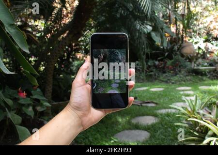 Main d'une femme - blanche, caucasienne - tenant un téléphone intelligent élégant et prenant une photo d'un chemin de pierre de pas dans un jardin à la Barbade, entouré par p Banque D'Images