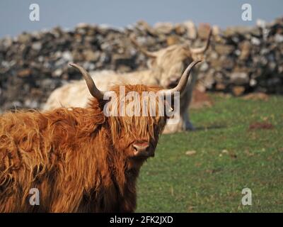 Deux bovins Highland photogéniques avec un pelage et une frange déchiquetés et des cornes traditionnelles à pointes larges au soleil sur une ferme de montagne à Cumbria, Angleterre, Royaume-Uni Banque D'Images