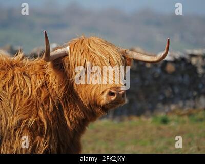 Vache des Highlands photogénique avec un pelage et une frange déchiquetés et des cornes traditionnelles à pointes larges au soleil sur une ferme de montagne à Cumbria, Angleterre, Royaume-Uni Banque D'Images