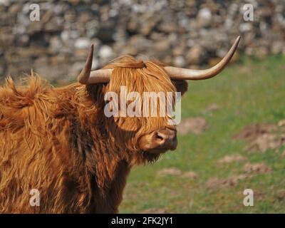 Vache des Highlands photogénique avec un pelage et une frange déchiquetés et des cornes traditionnelles à pointes larges au soleil sur une ferme de montagne à Cumbria, Angleterre, Royaume-Uni Banque D'Images