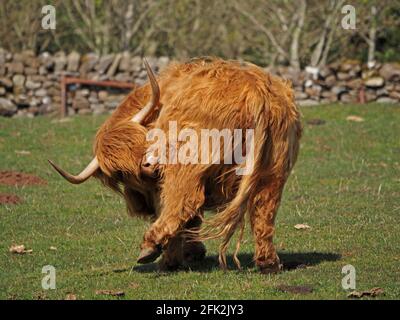 Vache des Highlands photogénique avec un pelage et une frange déchiquetés et des cornes traditionnelles à pointes larges qui préviennent au soleil sur une ferme de montagne à Cumbria, Angleterre, Royaume-Uni Banque D'Images