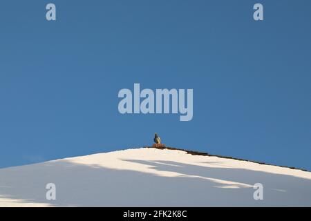 Pigeon de bois sur un toit couvert de neige en hiver avec ciel bleu clair, Angleterre, Royaume-Uni Banque D'Images