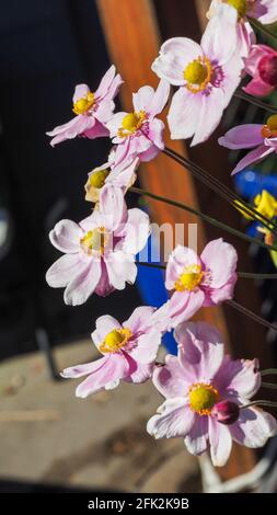 Fleurs, joli floral japonais rose pâle à centre rond et étamines jaune vif fleurissant majestueusement dans un jardin côtier subtropical Banque D'Images