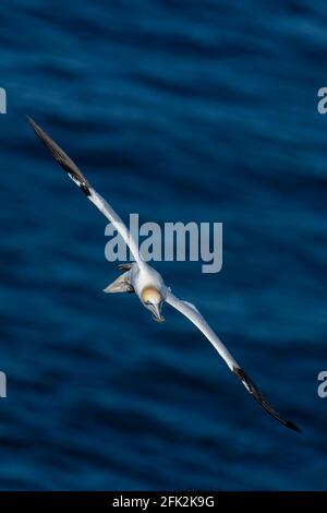 25 avril 2021. RSPB Troup Head, Gardenstown, Aberdeenshire, Écosse, Royaume-Uni. C'est Gannet volant aux falaises dans RSPB Troup Head point de vue sur un soleil Banque D'Images