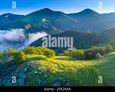 Vue aérienne des chênes bleus couvrant les collines au lever du soleil, région de Figueroa Mountain au-dessus de la vallée de Santa Ynez, Californie Banque D'Images