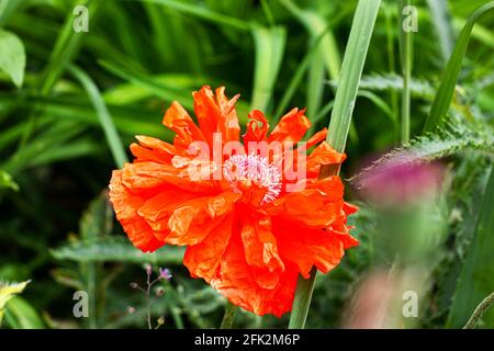 Fleurs fraîches fleurs de pavot rouge vif dans le jardin en été. Banque D'Images