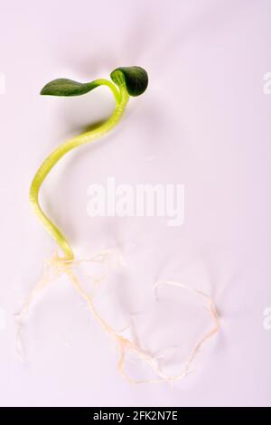 Une seule graine de citrouille germée isolée sur un fond blanc avec des racines et des premières feuilles. Prêt à planter à Springtime. Banque D'Images