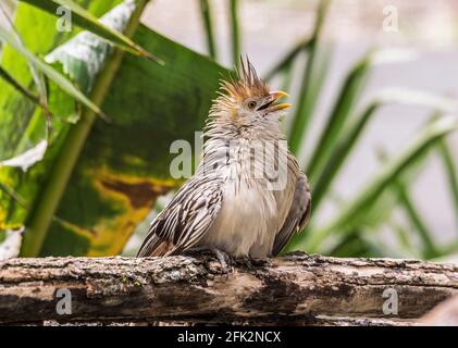 Guira Cuckoo 'Guira guira'. Un adulte se bronzant tout en étant assis sur une branche. Zoo d'Argeles-Gazost. Hautes-Pyrénées Sud-Ouest de la France Banque D'Images