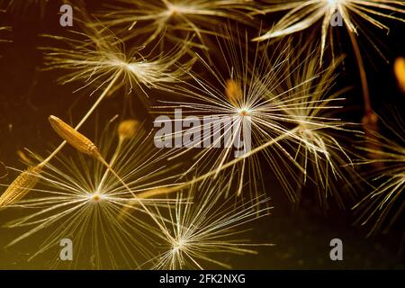 Graines de pissenlit (Taraxacum officinale) Banque D'Images