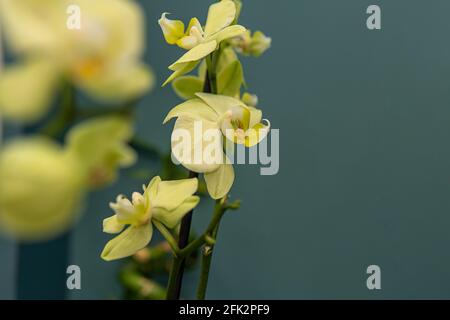 Plante d'orchidée avec des bourgeons verts et fleur blanche sur une fenêtre de près. Orchidées en croissance à la maison. Foyer sélectif. Banque D'Images