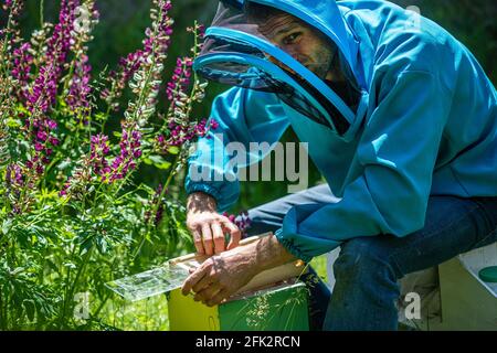 l'apiculteur regarde l'abeille dans une boîte dans un apiculteur. Extraire le miel de la ruche. De rucher un essaim, de faire augmenter à partir d'une colonie, de faire le noyau, l'élevage, Banque D'Images