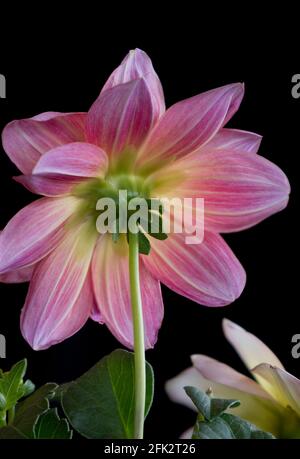 Vue rapprochée de l'arrière d'un rose + citron Fleur de Dahlia isolée sur fond noir en utilisant la technique de superposition de mise au point Banque D'Images