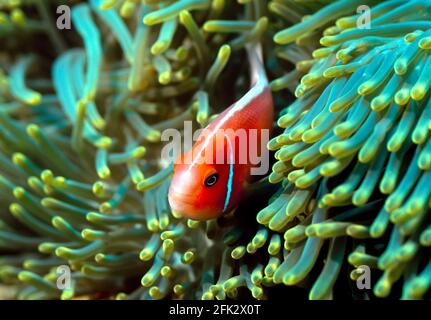 Le périderaion d'Amphiprion, également connu sous le nom de poisson-clownfish rose de la mouffette ou de corégone rose, est une espèce d'anemonefish. Photo prise à Palau. Banque D'Images