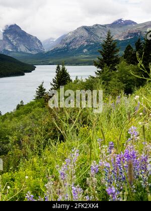 Fleurs sauvages qui fleurissent dans le parc national des Glaciers, lac Lower Two Medicine Banque D'Images