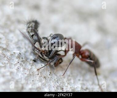 Un Ant transportant une maison morte vole sur une surface de sol en béton. Gros plan. Macro. Banque D'Images