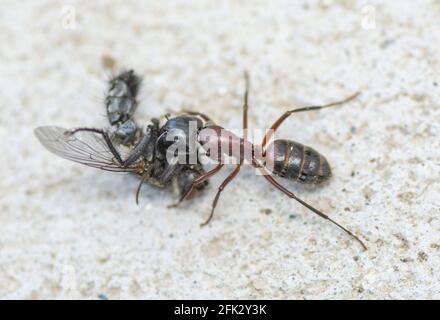 Un Ant transportant une maison morte vole sur une surface de sol en béton. Gros plan. Macro. Banque D'Images