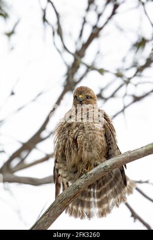 Épaulettes rouges Banque D'Images