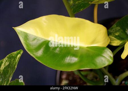Belle feuille jaune et verte de Philodendron Burle Marx variegated Banque D'Images
