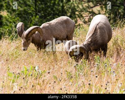 Deux mouflons américains paître sur la prairie du Montana, aux États-Unis Banque D'Images