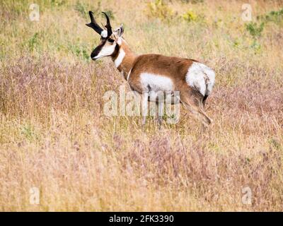 Antilope de pronghorn américaine sur un pré dans la National Bison Range, un refuge de la faune du Montana, aux États-Unis Banque D'Images