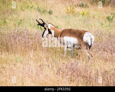 Antilope de pronghorn américaine sur un pré dans la National Bison Range, un refuge de la faune du Montana, aux États-Unis Banque D'Images