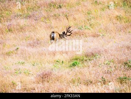 Cerf mulet sur la prairie à National Bison Range, un refuge de la faune du Montana, aux États-Unis Banque D'Images