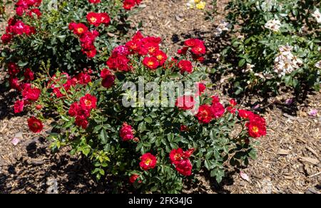 Rosa spithamea est une espèce de rose connue par le sol du nom commun de rose et de la côte rosé. Sont cultivés dans un jardin. Banque D'Images