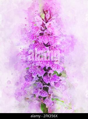 Aquarelle de l'orchidée rose des marais (Dactylorhiza majalis) Banque D'Images