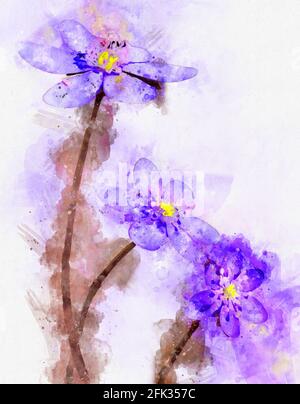 Peinture aquarelle de liverwort (Hepatica nobilis) en pleine floraison. Banque D'Images