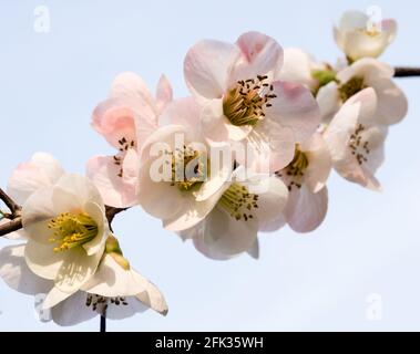 La prune blanche et rose fleurit sur une branche Banque D'Images