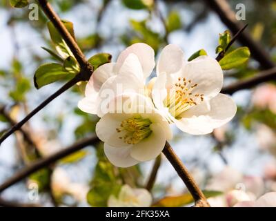 La prune blanche fleurit sur une branche avec des feuilles vertes Banque D'Images