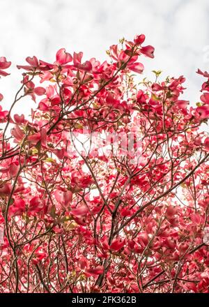 en regardant à travers un arbre de chien en fleur rose à la ciel de printemps couvert Banque D'Images