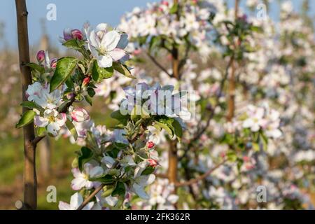 Fleur de printemps, branche d'un pommier en fleur dans le verger Banque D'Images