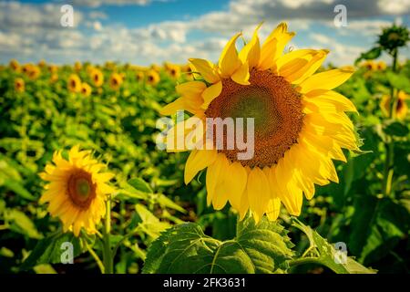 Des tournesols jaunes lumineux qui poussent dans le champ Banque D'Images
