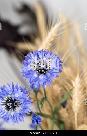 Composition minimaliste de fleurs séchées dans un vase comme décoration d'intérieur. Fleur de maïs bleue sur fond d'épis de blé mûrs. Une vie pédagogique pour le dessin. Banque D'Images