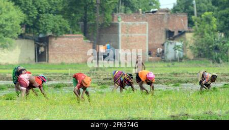 Les femmes indiennes replantent des semis de riz dans une petite ferme de l'Uttar Pradesh, en Inde. Banque D'Images