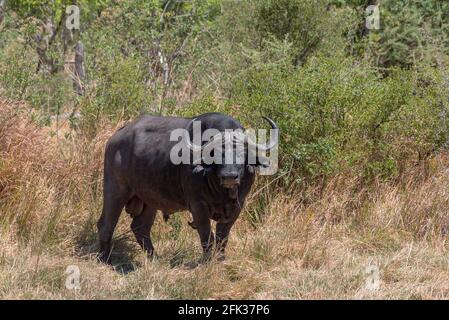 Buffle africain, Syncerus caffer, dans l'herbe sèche du delta de l'Okavango, Botswana Banque D'Images