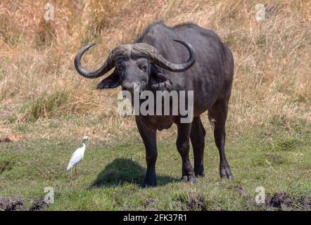 Buffle africain, Syncerus caffer, dans l'herbe sèche du delta de l'Okavango, Botswana Banque D'Images