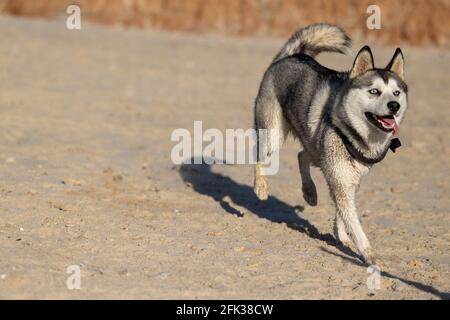 Un chien a couru sur la plage Banque D'Images