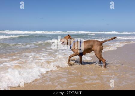 Un chien a couru sur la plage Banque D'Images